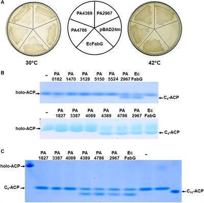 Characterization of 3-Oxacyl-Acyl Carrier Protein Reductase Homolog Genes in <mark class="highlighted">Pseudomonas aeruginosa PAO1</mark>